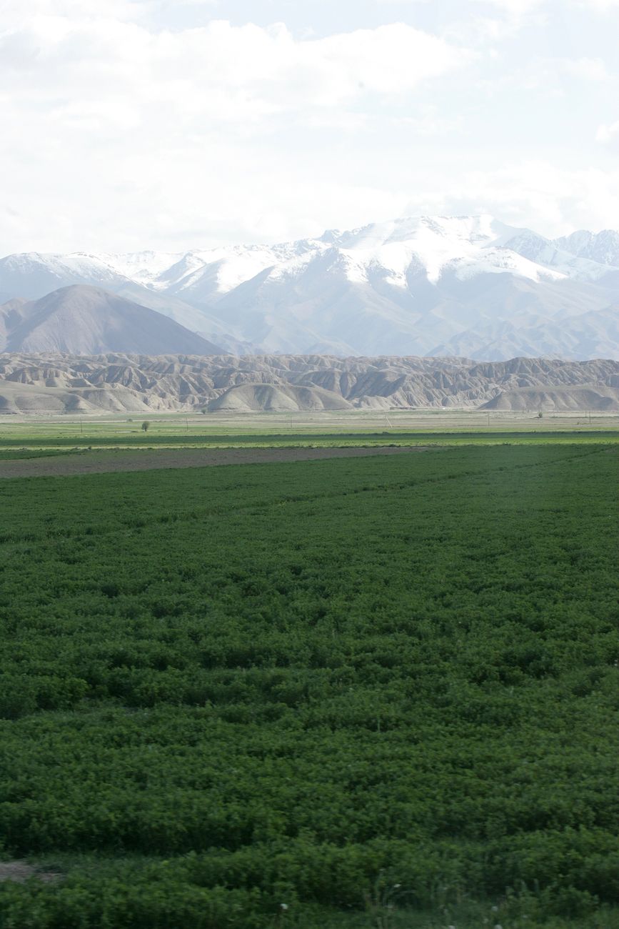 Lush green fields under a clear sky with majestic snow-capped mountains in the distance · Fergana Valley, Uzbekistan