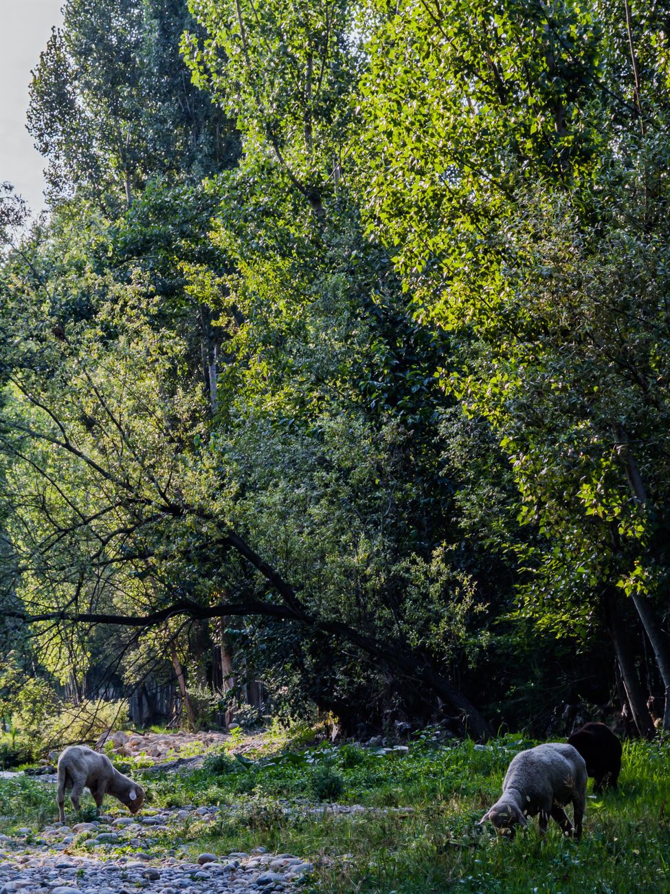 Sheep grazing in a tranquil forest setting in Fergana, Uzbekistan during a sunny day · Fergana Valley, Uzbekistan